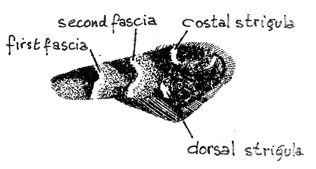 Forewing of Phyllonorycter trifasciella (Gracillariidae).
